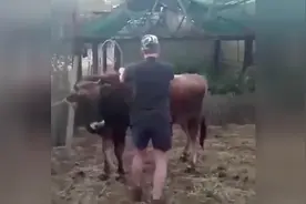 牛：让你骑我，傻了吧！视频封面