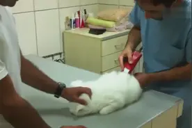 猫咪毛发太长，主人受不了带去宠物店修剪，不料剪完后竟变这么萌视频封面