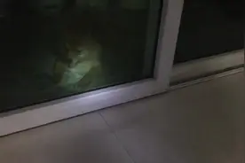 狗狗做坏事被关禁闭，小萌犬与主人心有灵犀，知道总会放他出来的图片