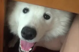 看到主人吃好吃的，狗狗跟主人玩起了捉迷藏，紧靠主人大腿要吃的图片
