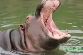 大嘴河马飙高音图片