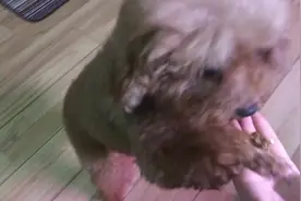 爱吃小鱼干的汪星人，为什么这么喜欢呢，难道你的本体是猫咪吗图片