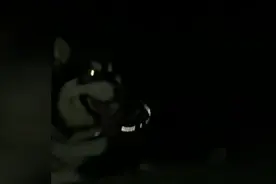海边草地夜遛吹海风，狗狗表示，这太累狗了，我想回家睡觉图片