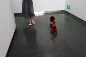 主人跟狗狗一同赛跑，主人弱爆了，被小短腿轻松超越图片