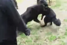 藏獒黑狼对上藏獒黑背，凶猛的可怕视频封面