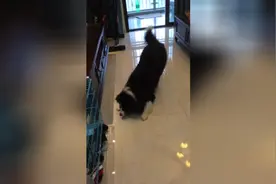 大狗看准机会就想抢走球球，小狗在旁边瞅了半天，那是我的球啊图片