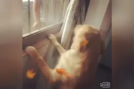 狗狗开心趴在窗台上，想找主人又怕失去跟主人玩的机会，好纠结啊图片