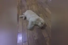 狗狗睡觉做梦了，竟然梦见自己在游泳，别问我怎么知道的图片