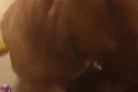 猫咪眼馋主人给金毛开小灶，也跑过来想尝尝，主人你不能这么偏心图片