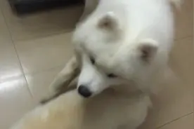 萨摩非要等主人出门，自己才跟着主人出来，绝对不抢先一步走图片