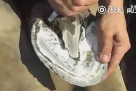 给马儿钉马掌全过程，马儿真的不会疼吗？图片