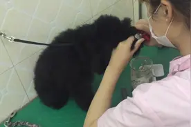 实拍狗狗剪指甲，小萌犬看起来有点紧张，你要对我的小爪子做神马图片
