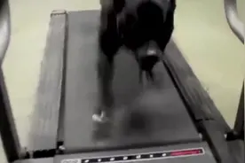 倔强的狗狗看跑步机不顺眼！就是要跟它一较高下！图片