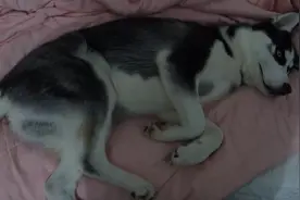 哈士奇生无可恋的样子，亲爱的你是失恋了么图片