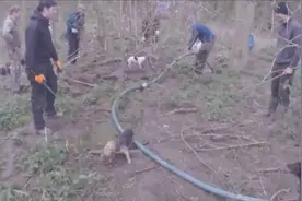 一群人到地里灌水捉老鼠，老鼠一钻出来，狗狗们都兴奋坏了图片