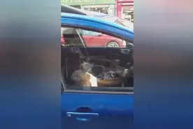 这只狗狗超不爽主人把他关在车里，它接下来的行为让行人全都围过图片