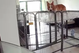 狗抢地盘见得多，猫要抢狗地盘见过没，猫狗大战一触即发图片