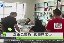 乌市见雪豹 数量还不少视频封面