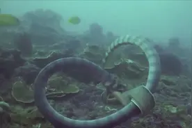 海蛇大战电鳗，看着揪心