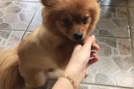 喜欢晒太阳看车车的小萌犬，被主人强行握手以后，一脸不情愿图片