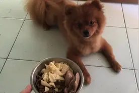 主人帮狗狗加餐，狗狗急不可耐的跟主人握手，眼睛死死盯着碗那边图片