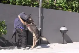 实拍护卫犬训练过程，真是勇猛无比，这简直是专业保镖啊！图片