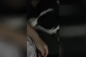 狗狗跟主人撒娇的温情日常，享受着主人的抚摸，舒服的直接睡着了图片
