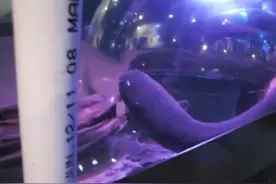 水族馆利用电鳗点亮圣诞树，用音箱放大电鳗放电的声音，感觉好酷图片