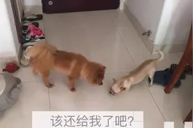 小萌宠被姐姐抢骨头，主人你还管不管啊，骨头明明是我的图片