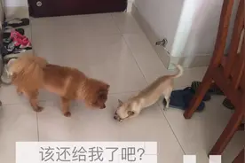小萌宠被姐姐抢骨头，主人你还管不管啊，骨头明明是我的图片