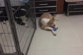 狗狗叼了个胶骨头在大狗面前得瑟，大狗表示，别让我抓到你图片