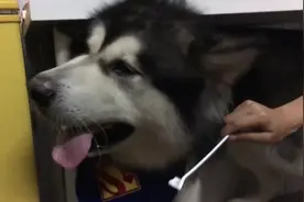 大汪抗拒刷牙，躲进桌子底下，不看不看就是不看牙刷图片