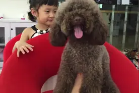小萝莉想为狗狗按摩，可是小萌犬很不给面子，直接躲到主人怀里了图片