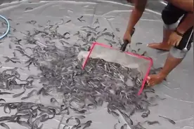 原来鲶鱼还可以这样养殖，不在河沟里也能养，和以前见到的不一样图片