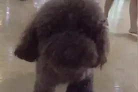 眼看萌犬跑到美女旁边，主人连忙呼唤狗狗，小样儿，我还治不了你图片