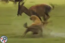 鬣狗偷袭午休中的羚羊图片