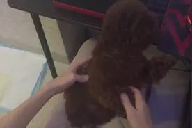 泰迪模仿人，学得有模有样,这么逗比的狗狗你有见过吗图片