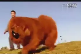 实拍最大藏獒王！纯种藏獒王，天价藏獒 赤古獒王视频封面