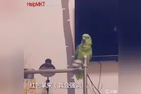 鹦鹉成精啦！宝宝只会傻笑，鹦鹉却学会了一切！图片