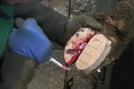 农场工人是这样为奶牛修蹄的，牛蹄都被刮出血了，真没见过这场面图片