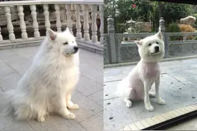 夏天一定要给狗狗剪毛吗？粑粑麻麻快来看图片