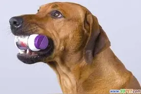 我家小狗狗感冒了该怎么办呢！图片