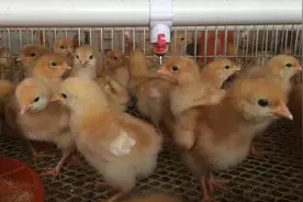雏鸡应该怎么养？想要提高雏鸡存活率需要做好这些工作图片