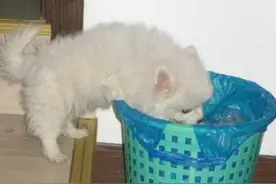 狗狗爱翻垃圾桶的原因竟然是这个？你真的了解吗？图片