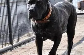 美国最高级别特种部队专用犬：加纳利军犬图片