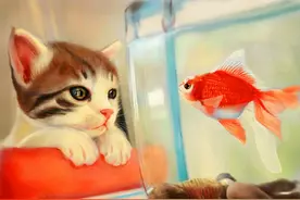 猫咪对我鱼缸里的金鱼垂涎好久，终于动手了图片