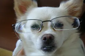 狗狗是近视？别拿人类的标准要求狗狗，看得远着呢图片