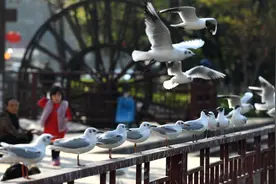（图文互动）（1）红嘴鸥，我们相约深秋——昆明人暂别西伯利亚小精灵图片