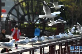 红嘴鸥，我们相约深秋——昆明人暂别西伯利亚小精灵图片