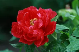 2018春节赏花攻略④ 周末赏花正当时图片
